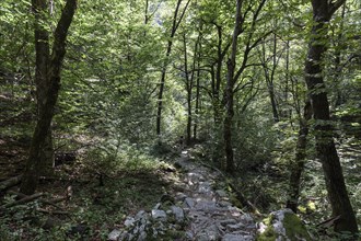 Stony hiking trail through the forest between the mountain villages of Rasa and Bordei