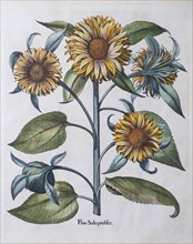 Multiflowered Sunflower (Helianthus annuus)