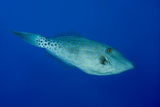 Scrawled Filefish (Aluterus scriptus) in the blue water