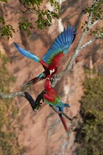 Welcoming Red-and-green macaws (Ara chloroptera)