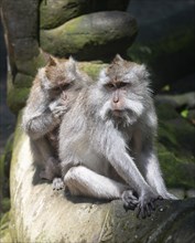 Two Crab-eating macaques (Macaca fascicularis)