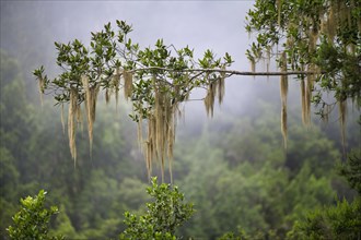 Old Man's Beard (Usnea) hanging on branch