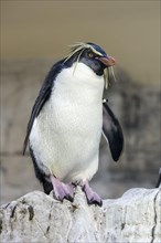 Northern Rockhopper Penguin (Eudyptes moseleyi) on rock