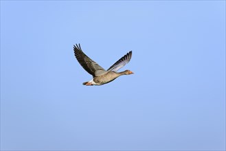 Greylag goose (Anser anser) in flight in front of blue sky