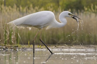 Great egret (Ardea alba)