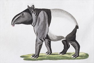 Maiba (Tapirus indicus)