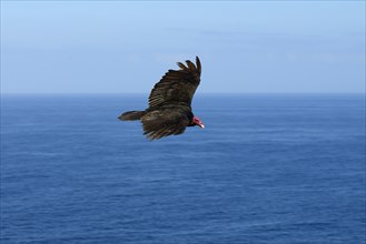 Turkey vulture (Cathartes aura) in flight over the sea