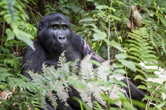 Mountain gorilla (Gorilla beringei beringei) sits in the rainforest