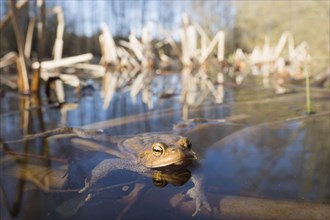 Common toad (Bufo bufo) in water