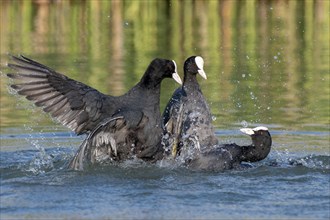 Common coots (Fulica atra) fighting during courtship season for a territory