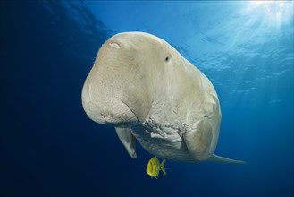 Dugong (Dugong dugon) with Golden Trevally (Gnathanodon speciosus) under water surface