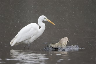Great egret (Ardea alba) stands in the water during snowfall