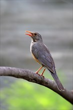 Kurrichane thrush (Turdus libonyanus)