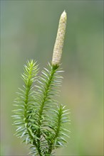 Interrupted club-moss (Lycopodium annotinum) with fruit stand