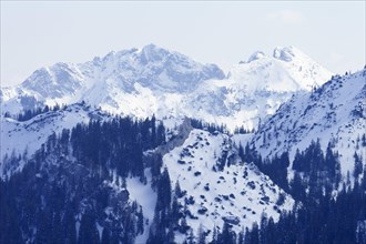 Austrian and Bavarian Schinder in winter