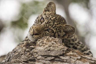 Leopard (Panthera pardus) Kitten on tree