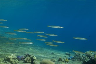 School of Yellow-tail Barracudas (Sphyraena flavicauda) swim over sea grass