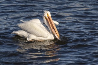 American white pelican (Pelecanus erythrorhynchos) catching fish