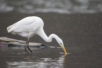 Great egret (Ardea alba) fishing