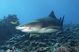 Sicklefin lemon shark (Negaprion acutidens) with fishing hooks in the mouth swims over coral reef