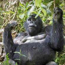 Mountain gorilla (Gorilla beringei beringei) sits in bush and eats