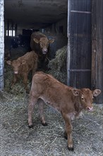 Free-running calves with mother animal at the cowshed