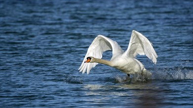 Mute swan (Cygnus olor) starts from the water