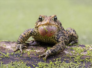 Male American toad (Anaxyrus americanus) calling sac inflated