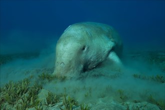 Sea Cow (Dugong dugon) eating sea grass