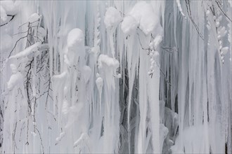 Frozen tree with long icicles