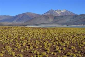 Lagune Salar de Talar mit kahlen Bergen Cerros de Incahuasi und Paso de Sica