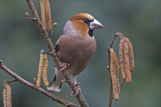 Hawfinch (Coccothraustes coccothraustes) sits on branch of a blooming hazelnut bush