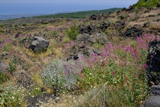 Flowering vegetation on lava fields