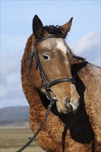 Curly Horse (Equus ferus caballus)