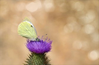 Small cabbage white butterfly (Pieris rapae) is sitting on Creeping thistle (Cirsium arvense)
