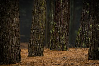 Larches (Larix)