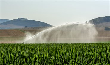 Watering in a wheat field