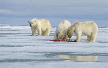 Polar bears (Ursus maritimus)