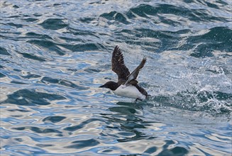 Thick-billed Murre (Uria lomvia) taking off from water