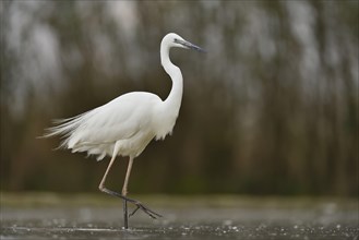 Great egret (Ardea alba)