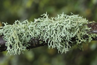 Iceland moss (Cetraria islandica) at the branch