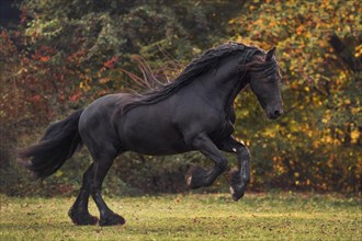 Friese (Equus) gallops across the meadow in autumn