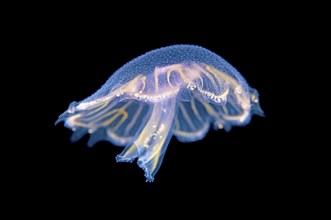 Young Common jellyfish (Aurelia aurita)