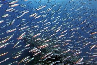 Fish swarm Neon fusiliers (Pterocaesio tile) Indian Ocean