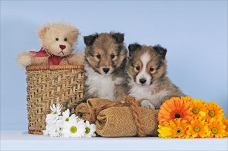 Two Sheltie puppies