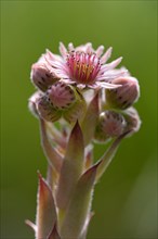 Common Houseleek (Sempervivum tectorum)