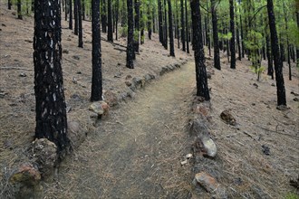 Pine forest with Canary pines (Pinus canariensis)