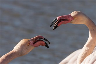 Greater flamingos (Phoenicopterus roseus) quarreling