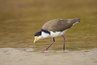 Masked lapwing (Vanellus miles) in water