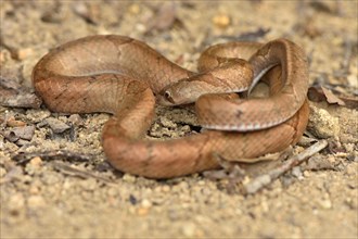 In 2017 discovered subspecies of the kukri snake (Oligodon culaochamensis)